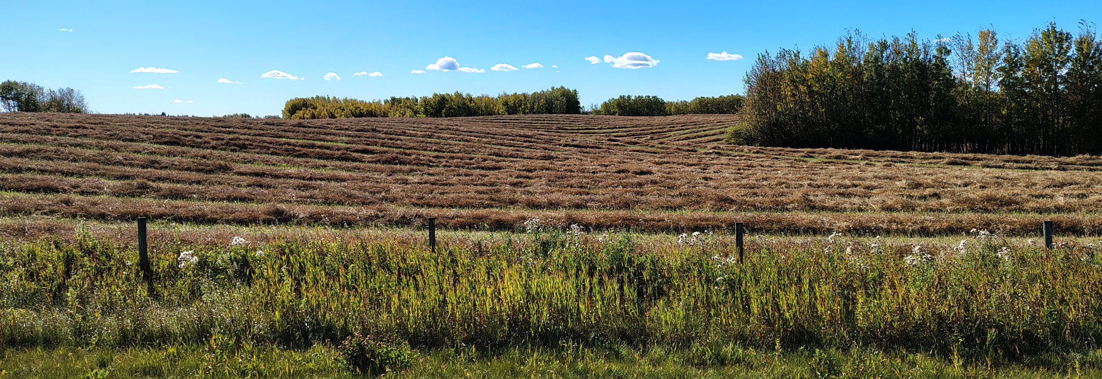 Alberta harvest field windrows