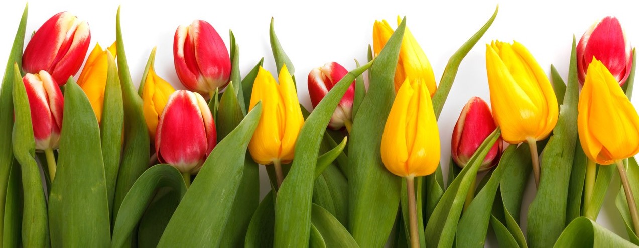 Tulips