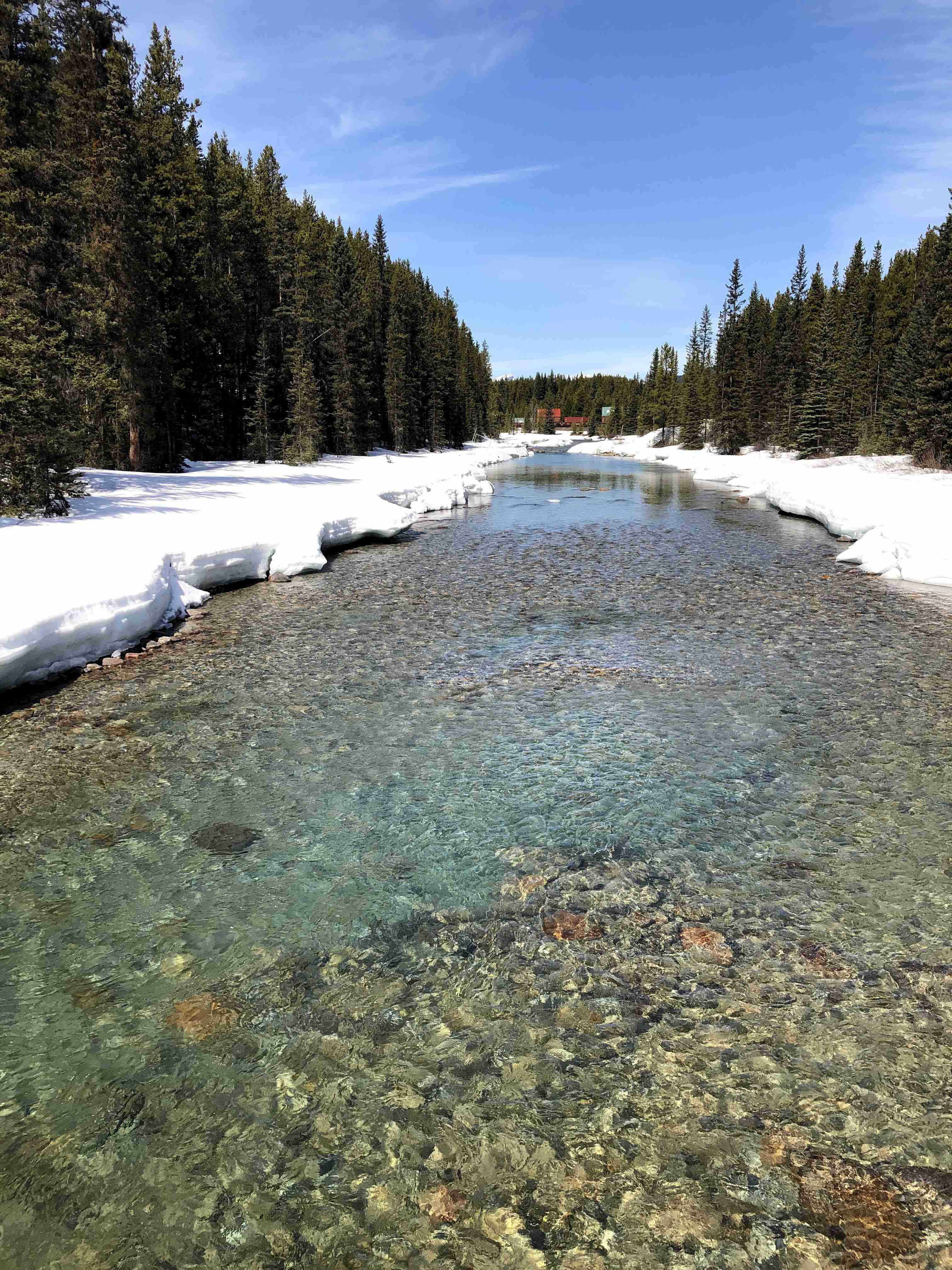 The river at Lake Louise.  Clear blue sky, clear water with snow on the banks of the river, and tall evergreen forests behind them.  In the distance a train is crossing the river.