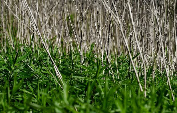 A close-up image of some wild grasses, or a bush